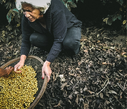 Dulce Borges from Sitio Pinheirinho Coffee farm in Mantiqueira, Brazil.  Image of woman sorting coffee cherries.