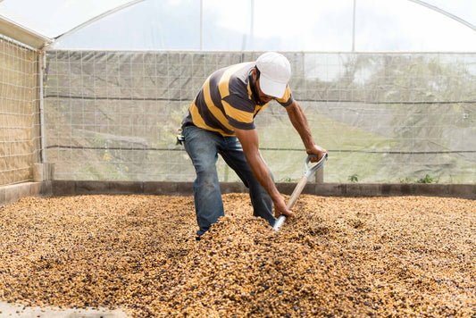 Costa Rica Alma Negra Coffee Farm Worker Drying Green Beans