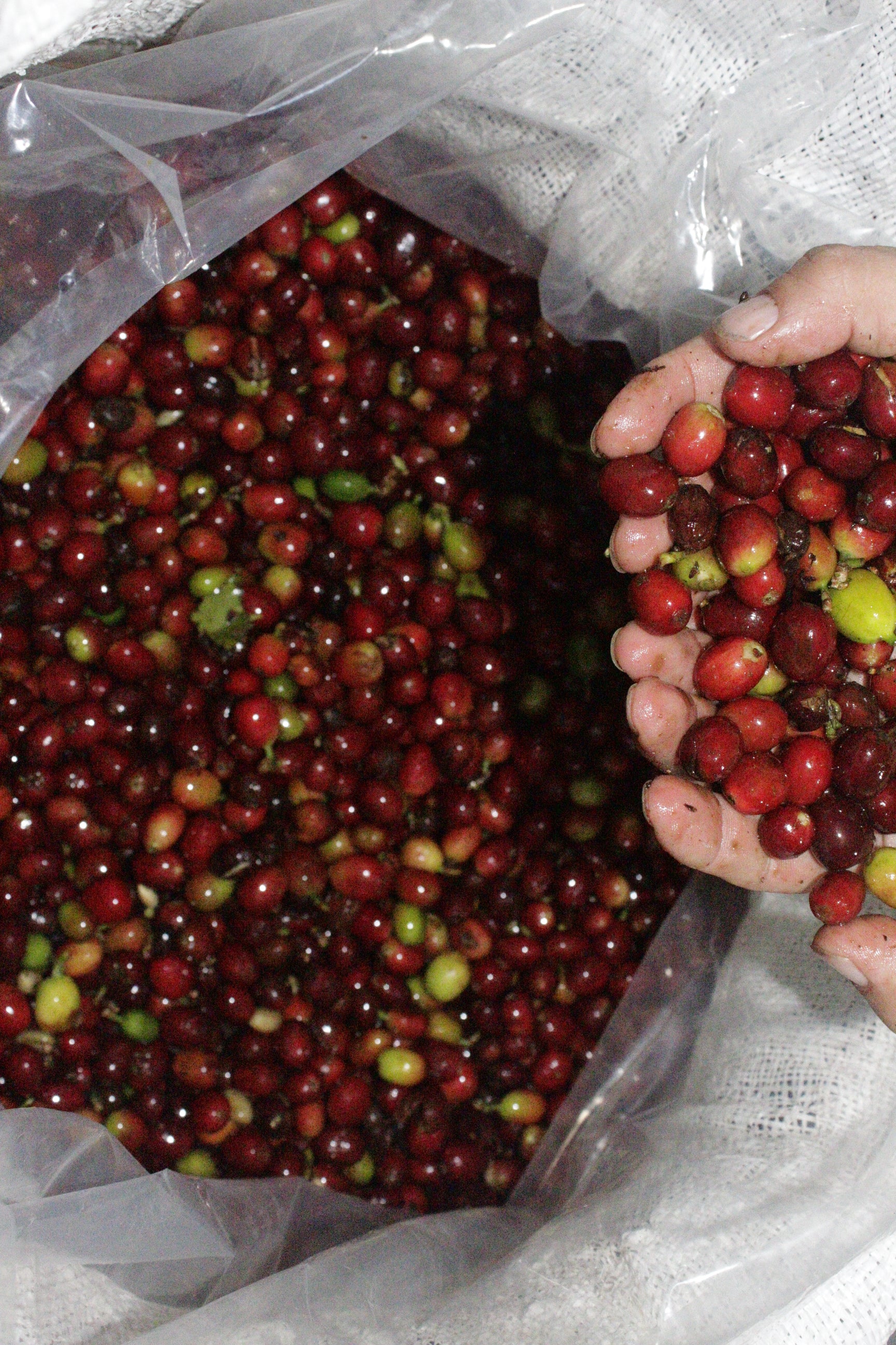 Juicy ripe coffee cherries held by staff member at Brayan Alvear's coffee farm, Las Palmas, Colombia.