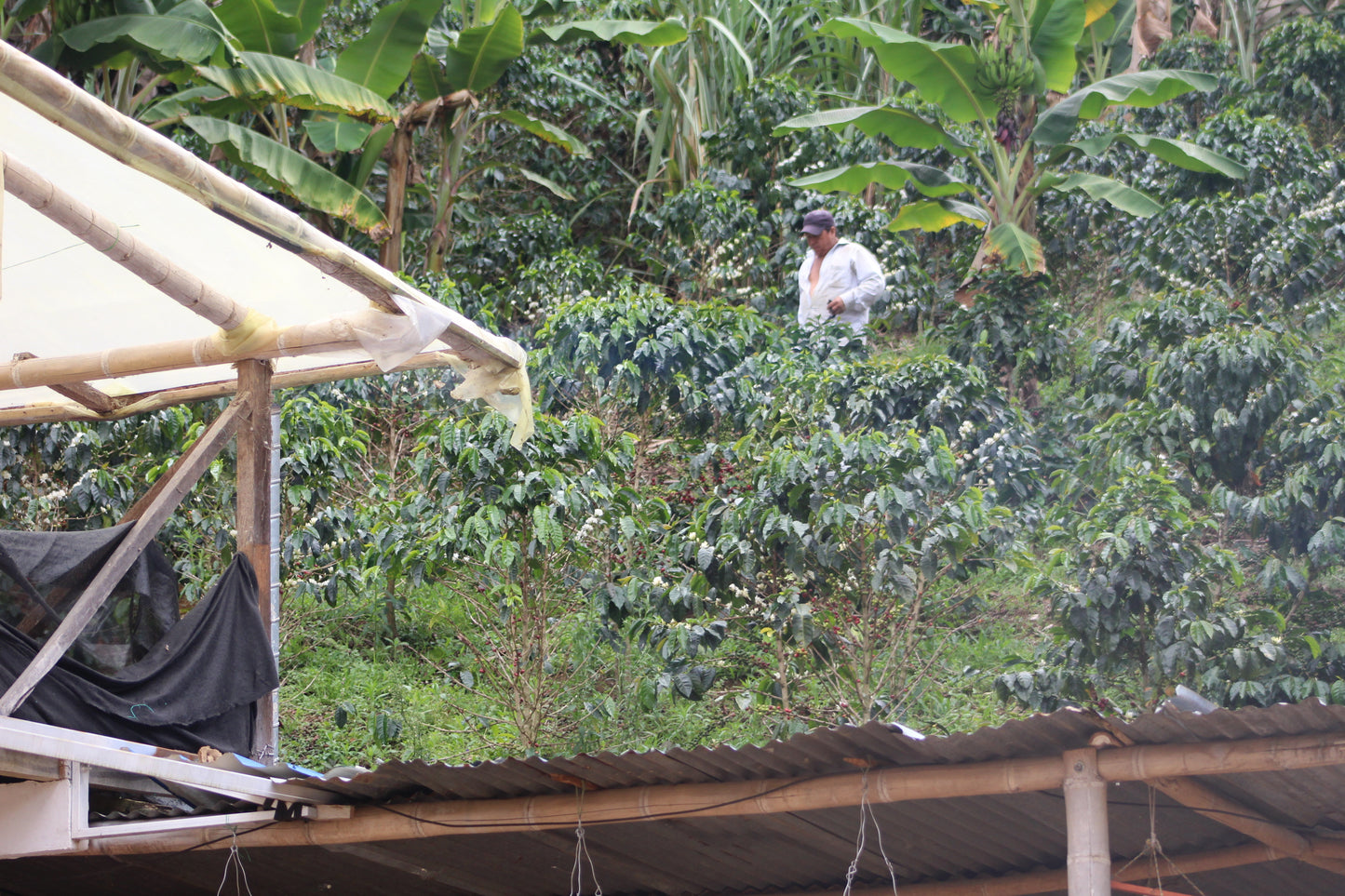 Worker amongst coffee plants at Brayan Alvear Coffee Farm Los Palmas, Colombia