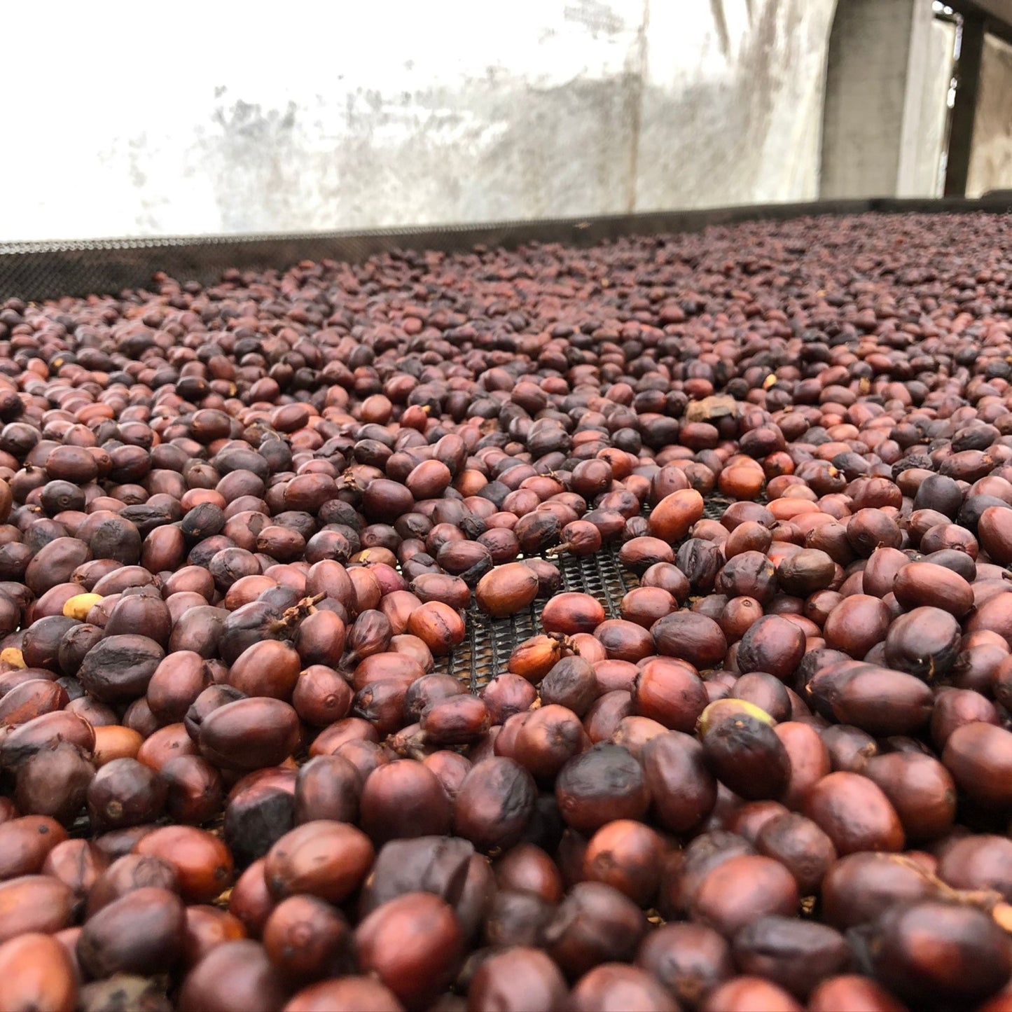 Pink Borbon Coffee Cherries drying at El Vergel Estate Coffee Farm.