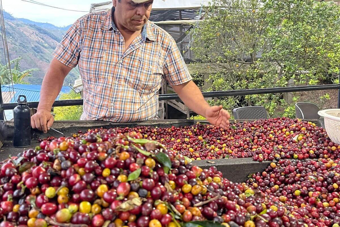 Raul Duran sorting red coffee cherries at Gesha Oasis Coffee Farm.