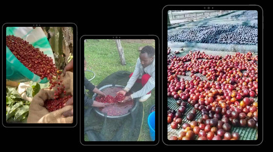 The Art of the Anaerobic Process: Sidama Shafeta