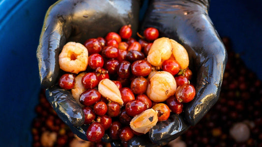 Co-Fermented Coffee.  Image of coffee cherries co-fermenting with fresh lychee fruits held in hands of bronze statue.