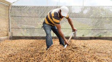 We're loving Costa Rican Microlot - Alma Negra natural process