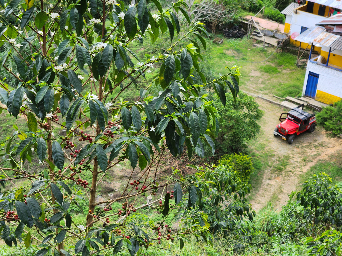 Colombia Finca Las Margaritas La Esperanza Geisha Coffee Farm Aerial View