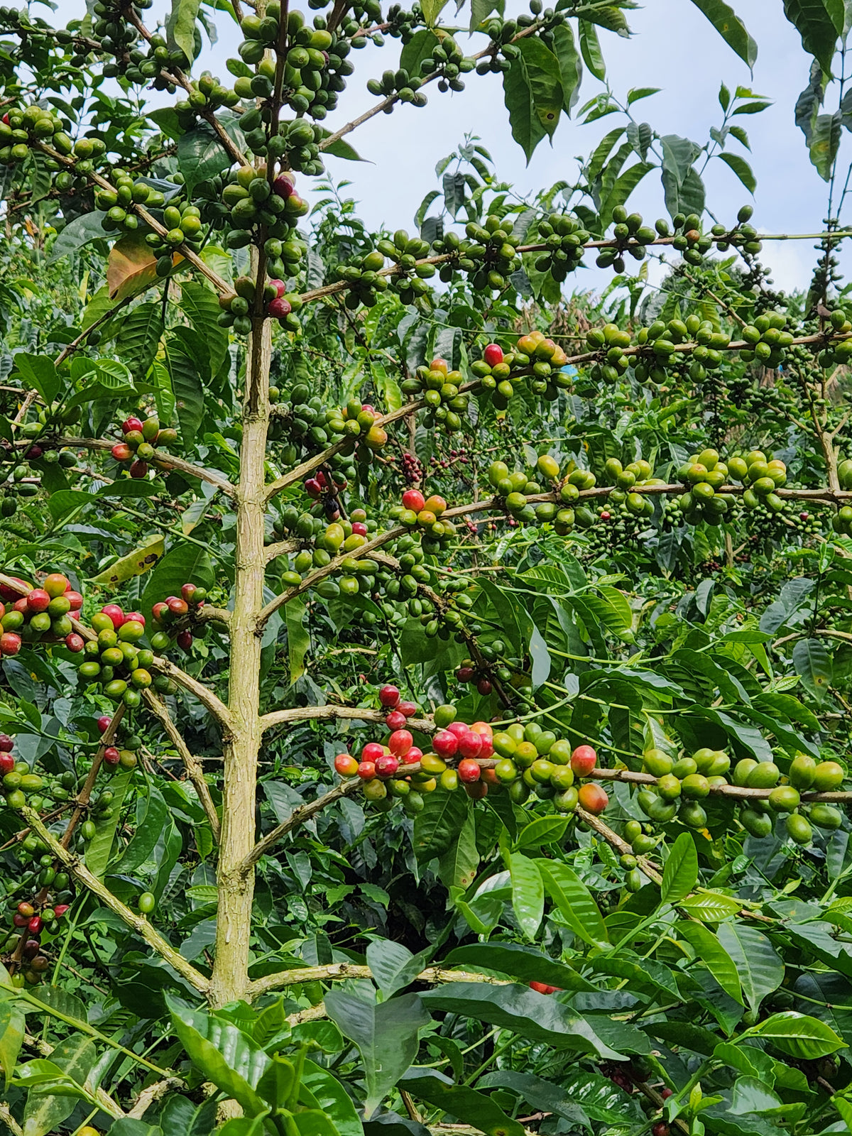 Colombia Finca Las Margaritas La Esperanza Geisha Natural Coffee Farm Geisha Coffee Cherries