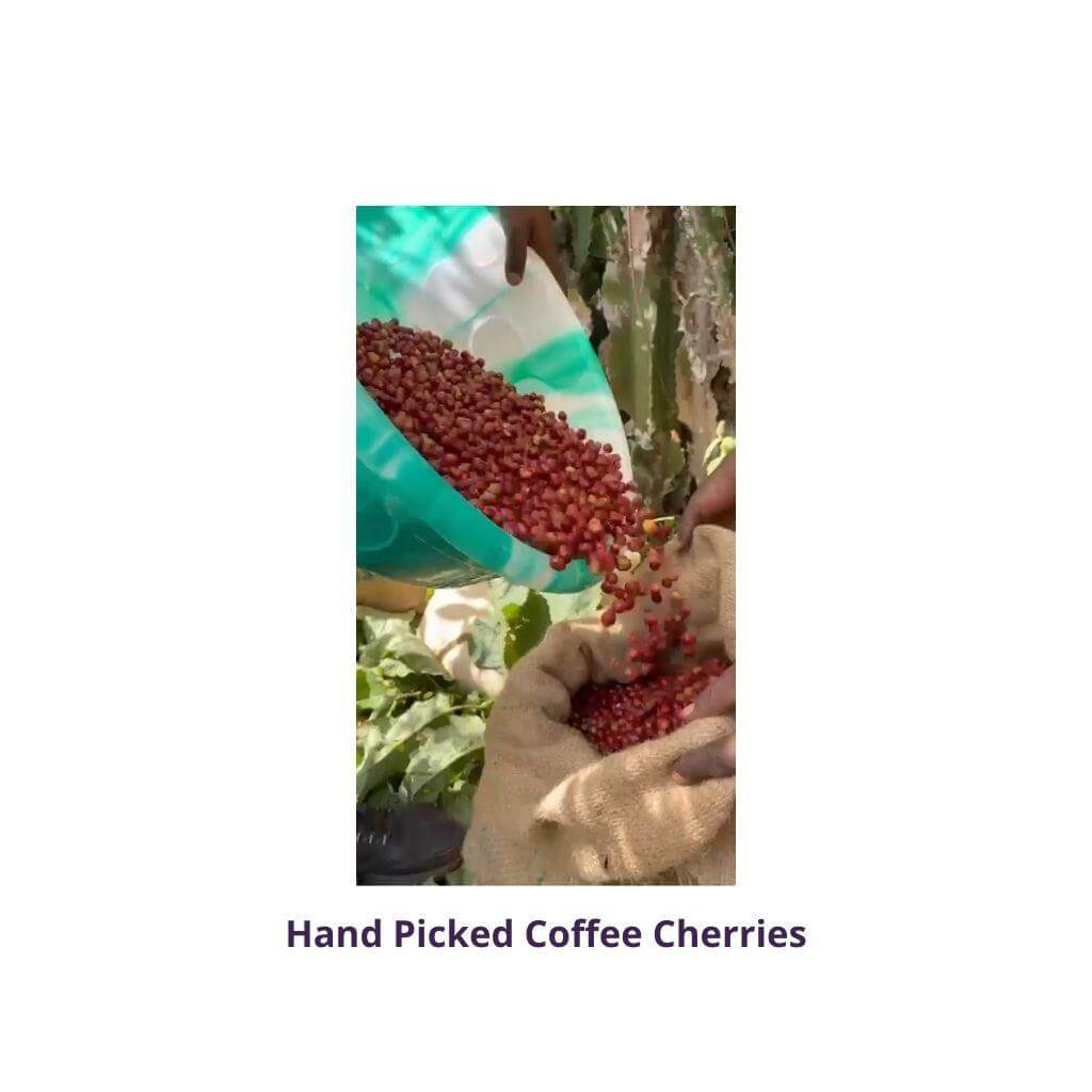 Hand picked coffee cherries being poured freshly harvested for Ethiopia Sidama Shafeta Anaerobic Specialty Filter Coffee.  Proudly Roasted by Motobean Specialty Coffee Roasters.
