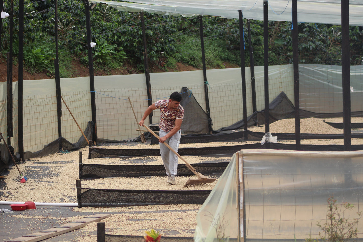 Worker hand drying coffee beans at Las Palmas, Colombia, farm of Brayan Alvear.