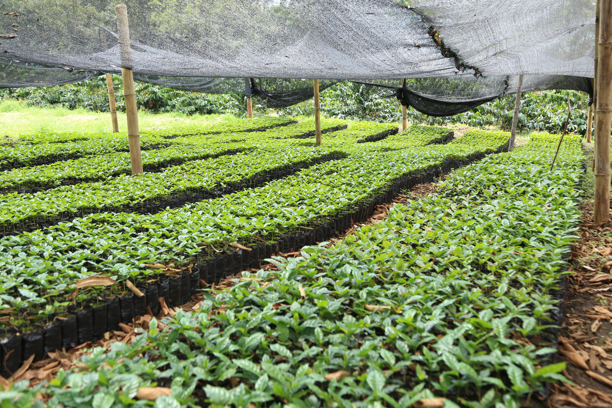 Colombia Finca Las Margaritas La Esperanza Geisha Coffee Farm - Seedlings under Shade