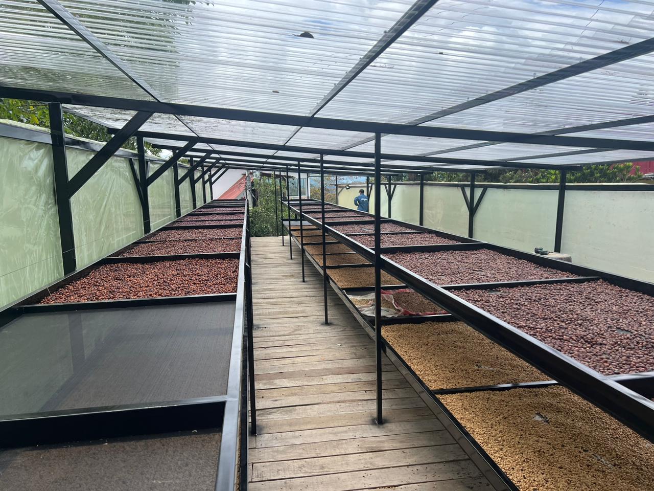 Controlled drying of coffee cherries at Los Nogales Coffee Farm, Pitalito, Huila, Colombia.