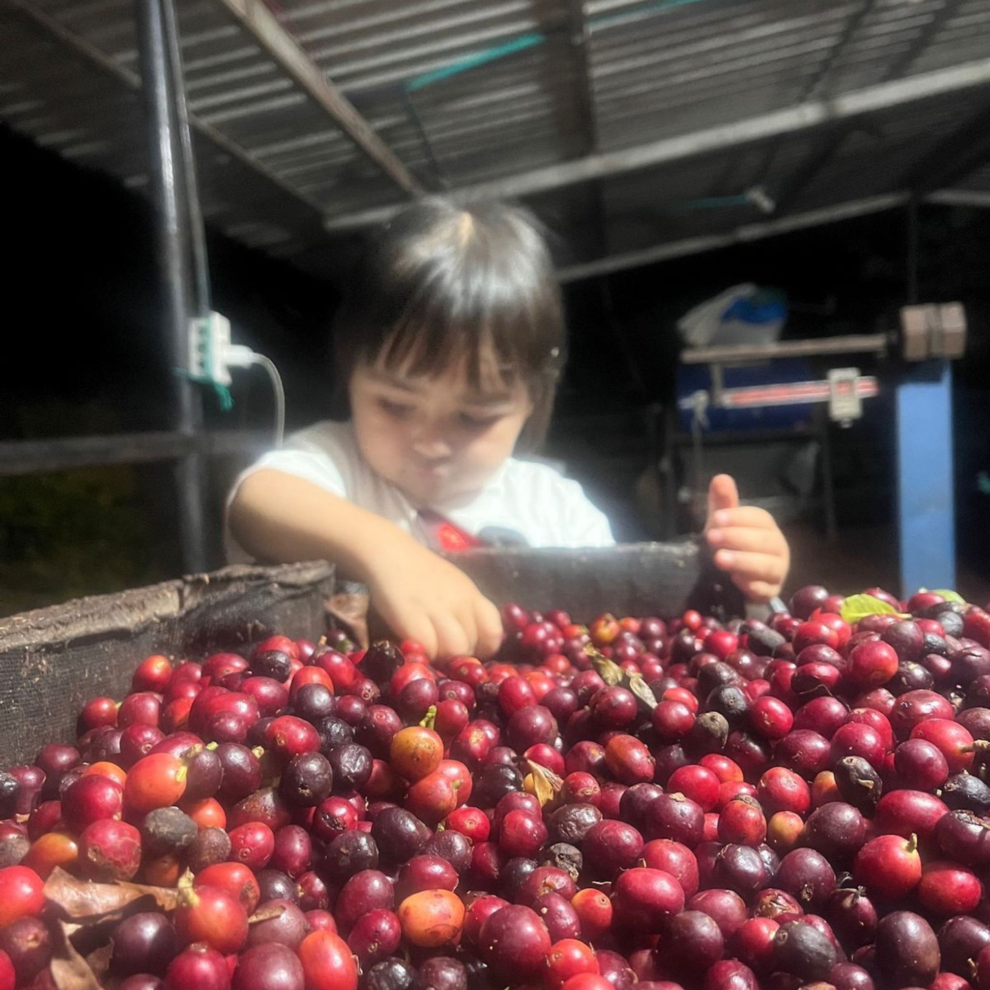 Raúl Durán Buenavista Coffee Farm familia (Family)