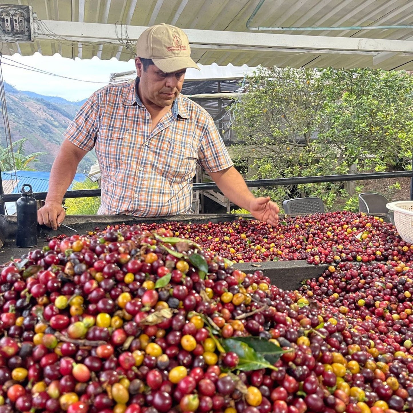 Raúl Durán Buenavista Coffee Farm Selección (Cherry Selection)