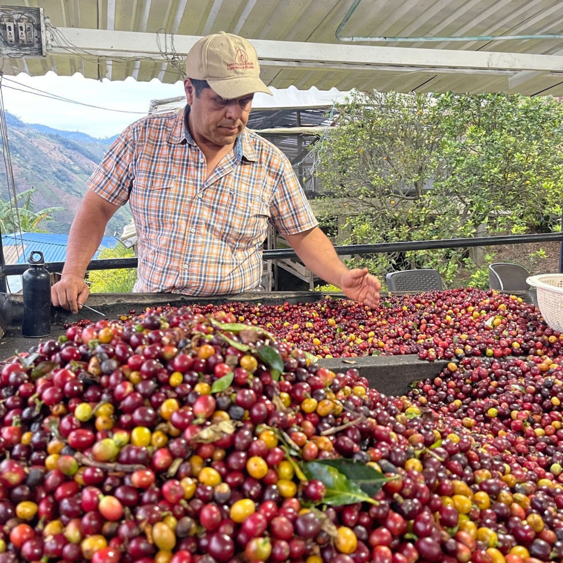 Raúl Durán Buenavista Coffee Farm Selección (Cherry Selection)