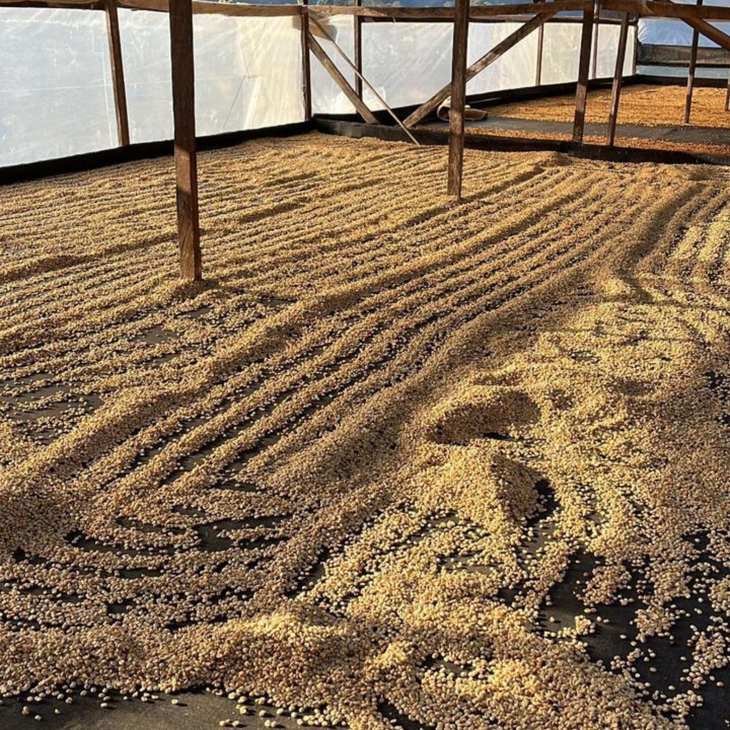Raúl Durán Secadero (Drying Room) Buenavista