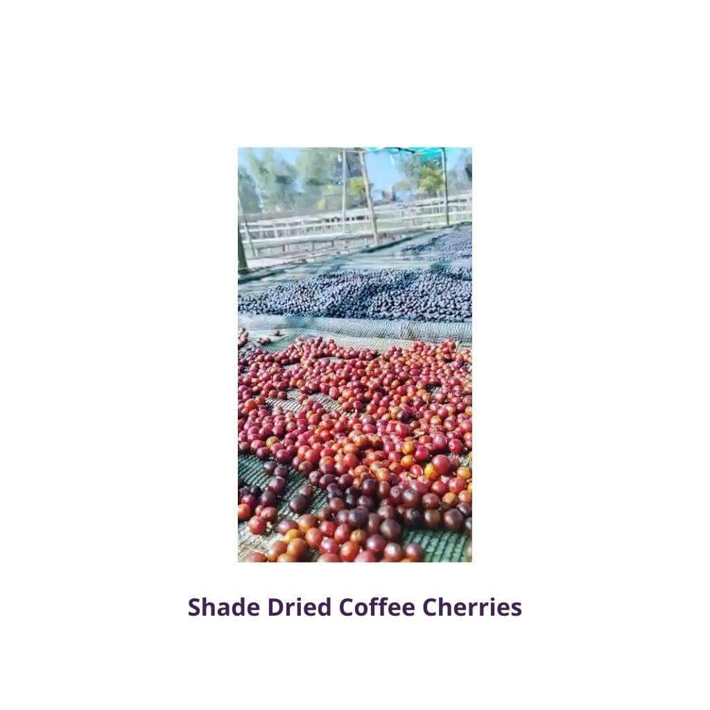 Shade Dried Coffee Cherries showcasing vibrant red and black cherries drying in the sun.  Proudly Roasted by Motobean Specialty Coffee Melbourne.