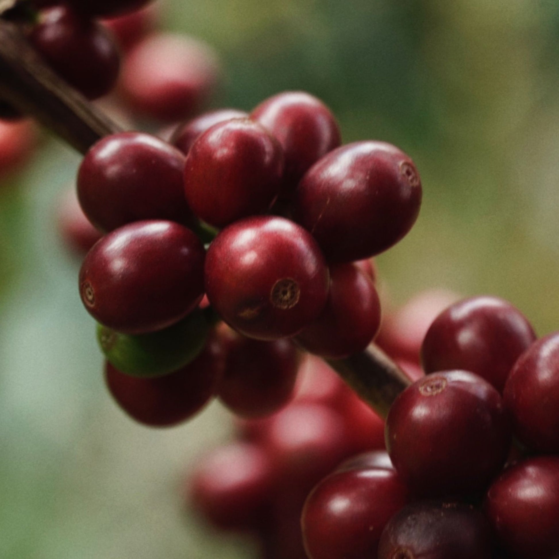 Typica Variety Coffee Cherries on Finca Nogales Farm