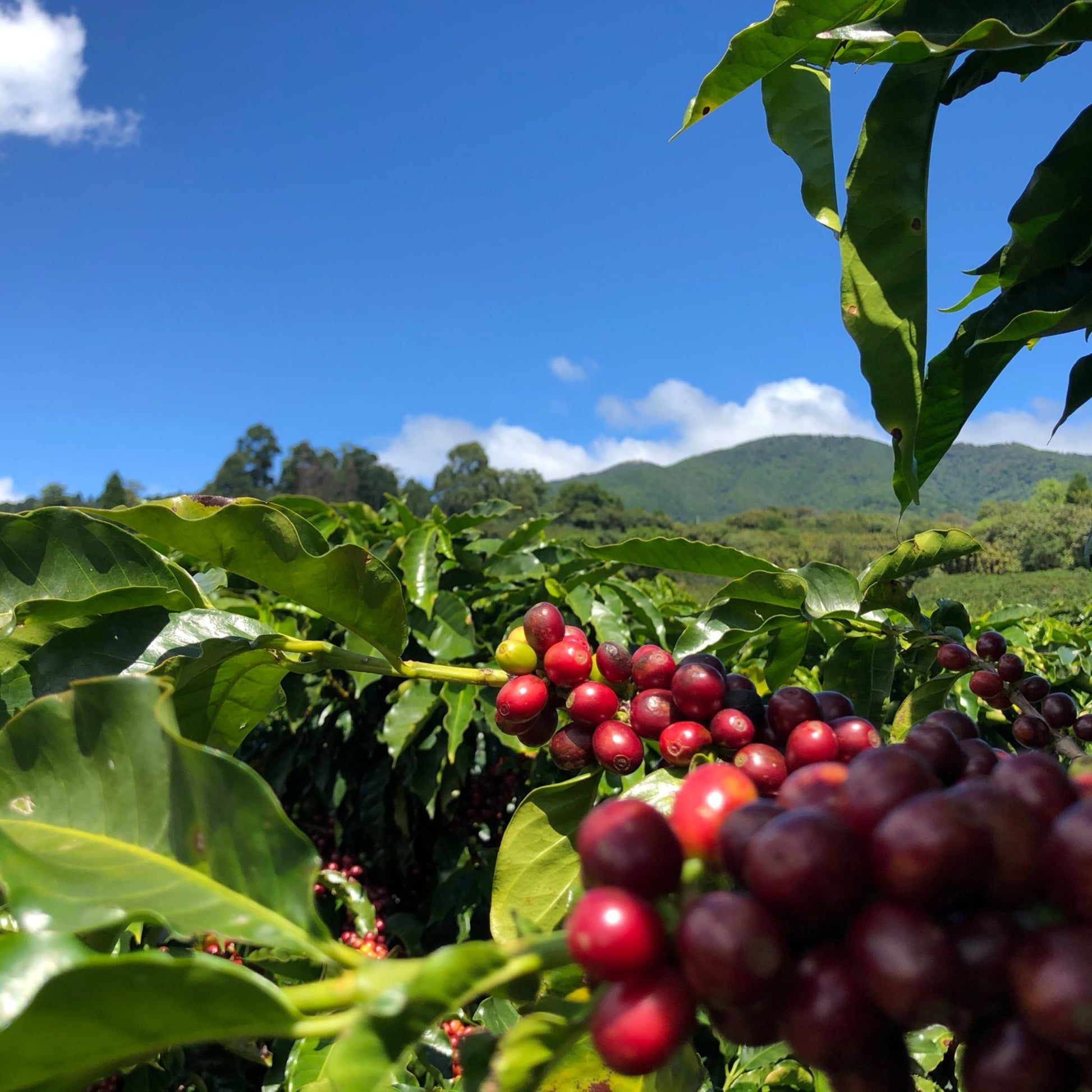 Volcán Azul Estate Costa Rica Specialty Coffee .  Coffee Cherries growing on farm high in the mountains of Costa Rica.