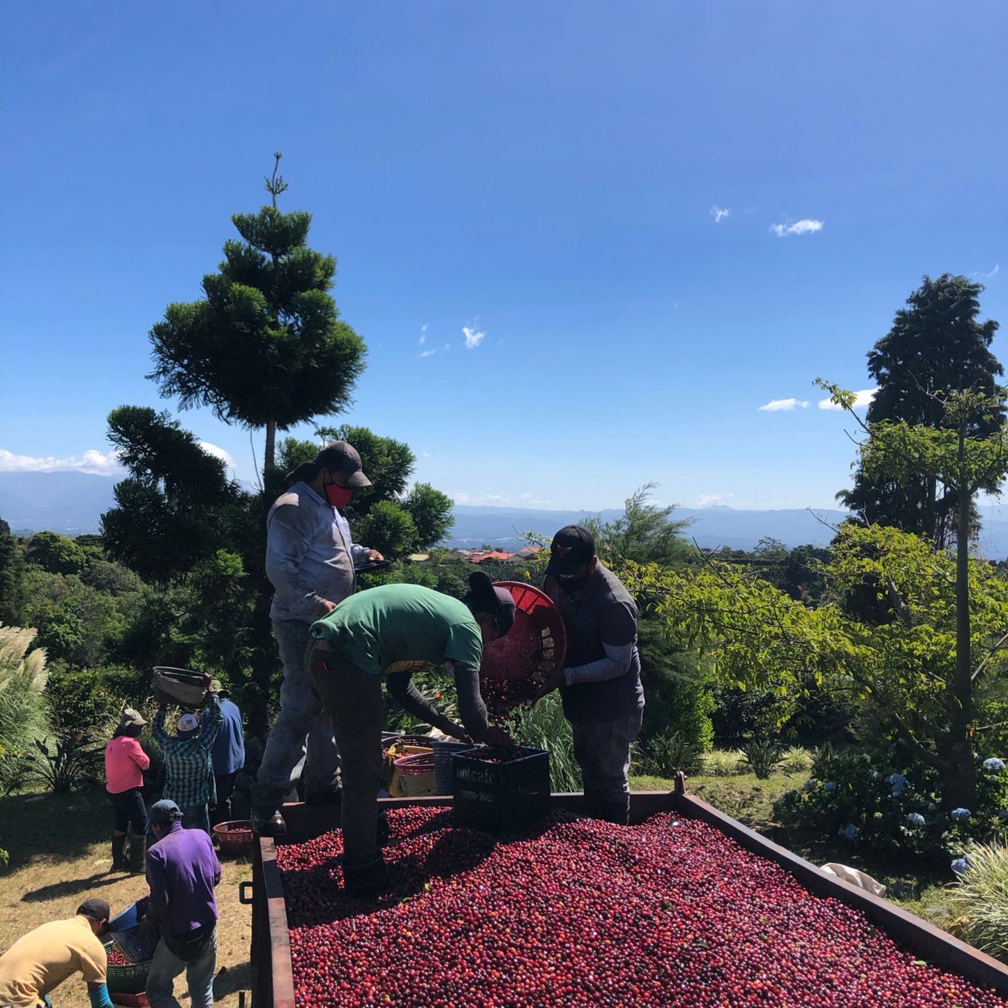 Volcán Azul Estate Costa Rica Specialty Coffee .  Freshly Picked coffe cherries transported on farm truck.